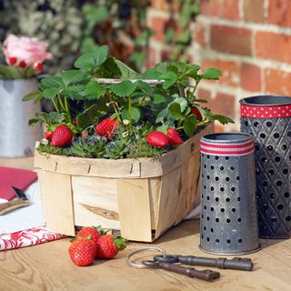 strawberry plant in punnet and strawberries