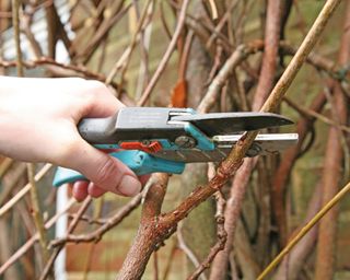 Winter pruning a wisteria for better flowering