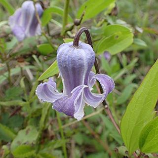 Delicate and Bell-Shaped Clematis Flowers 