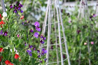 Sweet peas growing up a wigwam of canes
