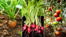 Growing vegetables in a small backyard is so easy. Here are three pictures of this - a close-up of an orange carrot, a bunch of dark pink radishes with green tops, and a tomato plant with red and green tomatoes on it