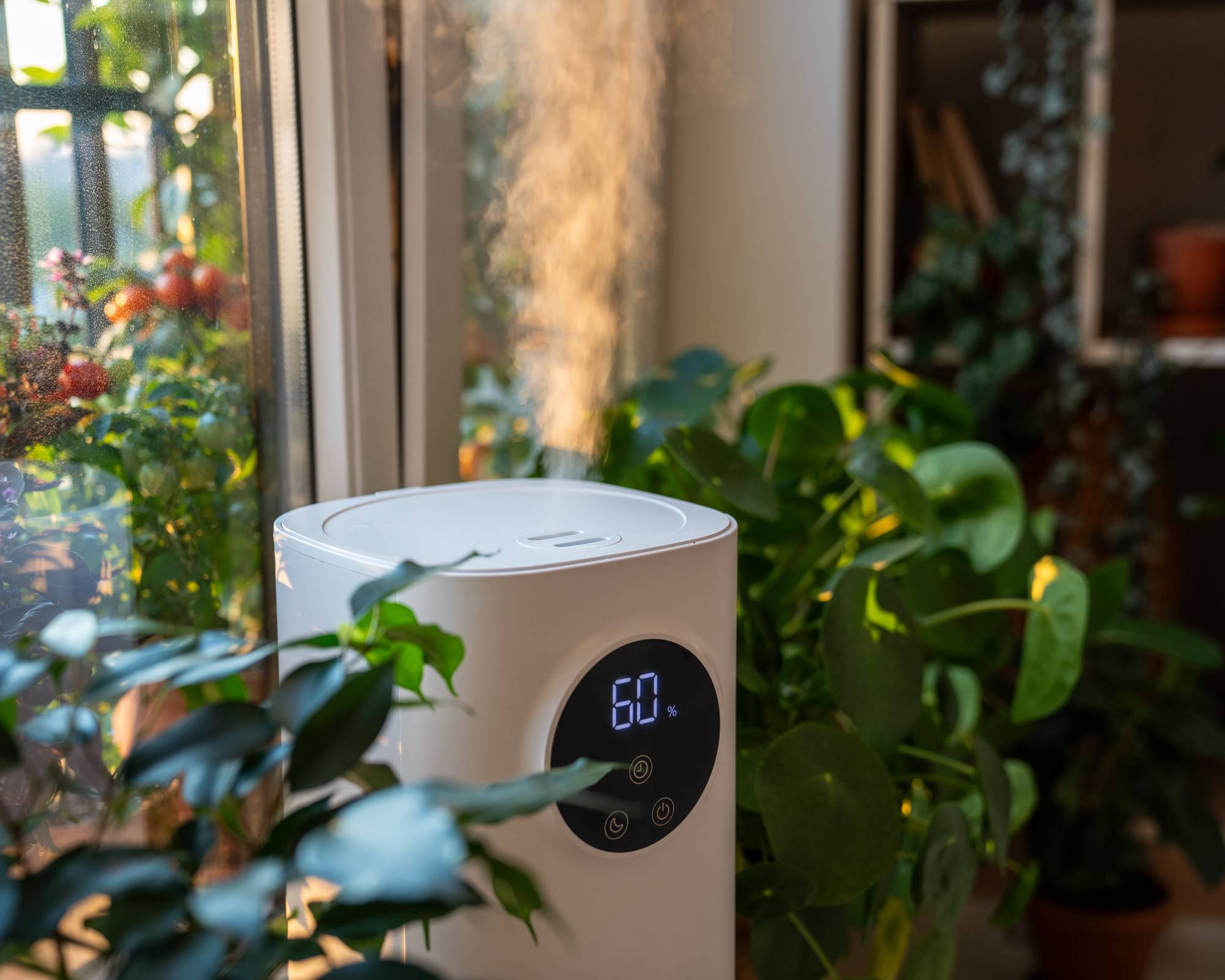 Humidifier raises humidity for houseplants