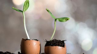 Two seedlings grow out of potted eggshells