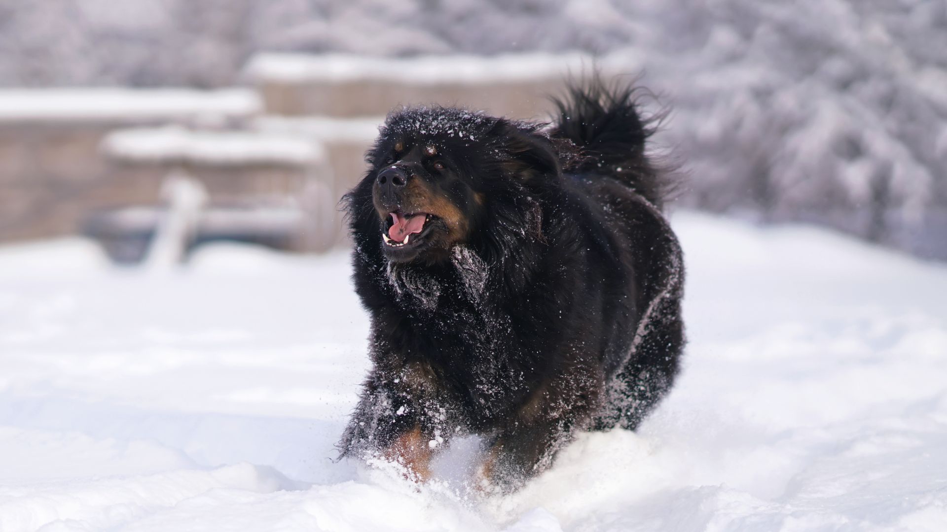 black and tan mastiff running in the snow