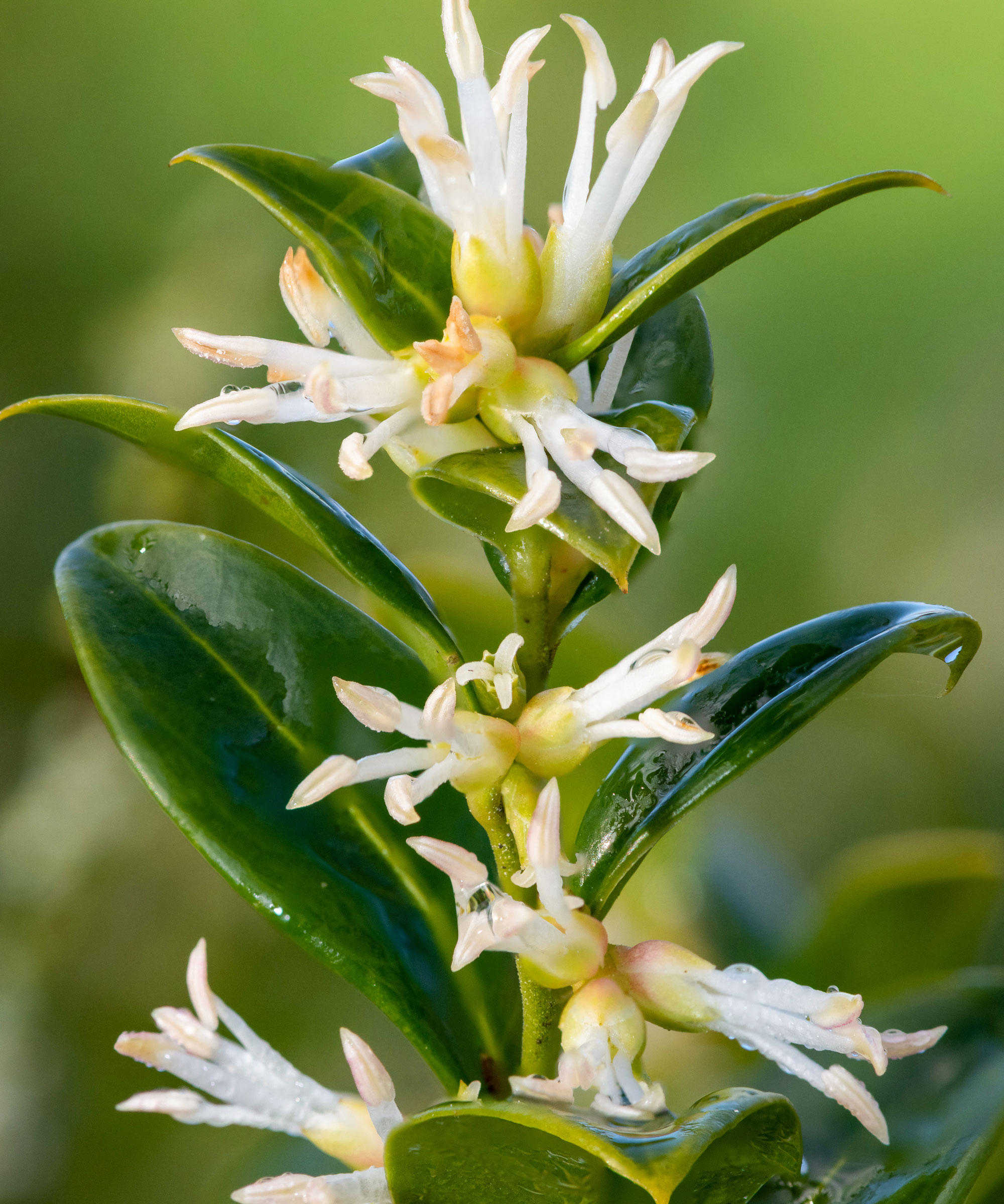 sweet box with glossy leaves and white flowers