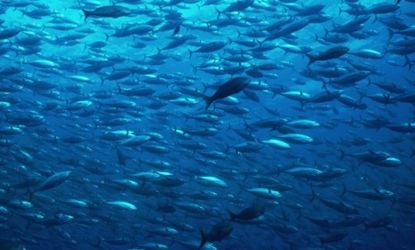 A school of bluefin tuna: You'd have to eat 2.5 to 4 tons of California bluefin tuna in a year to suffer any effects from the radiation that was found in a sample of the fish.