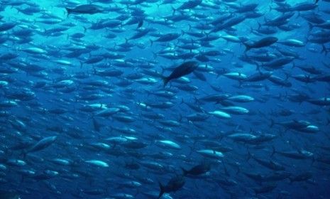 A school of bluefin tuna: You&amp;#039;d have to eat 2.5 to 4 tons of California bluefin tuna in a year to suffer any effects from the radiation that was found in a sample of the fish.