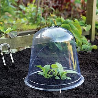 Bell Cloche Garden Protection for Young Plants Sturdy Weatherproof Plastic Design Protects Alpine and Perennial Plants From Rotting and Pests 1 X Bell Cloches by Thompson and Morgan (1 X Bell Cloche)