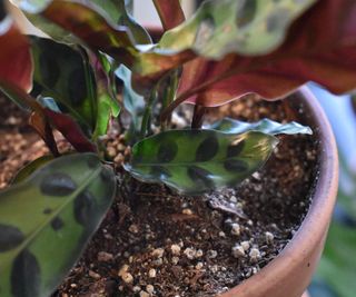 Rattlesnake plant in terracotta pot