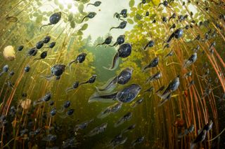 Tadpoles underwater