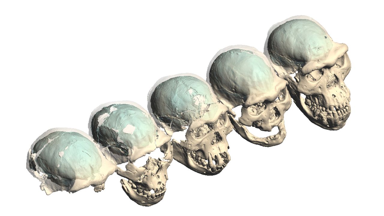 The five early Homo skulls from Dmanisi, Georgia are from individuals who died between adolescence and old age.