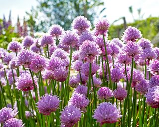 Chive flowers in the garden