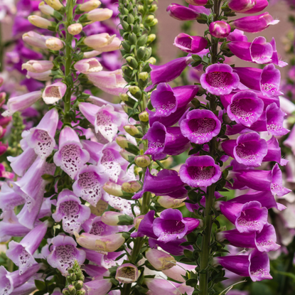 Biennials in bloom: colorful foxglove flowers