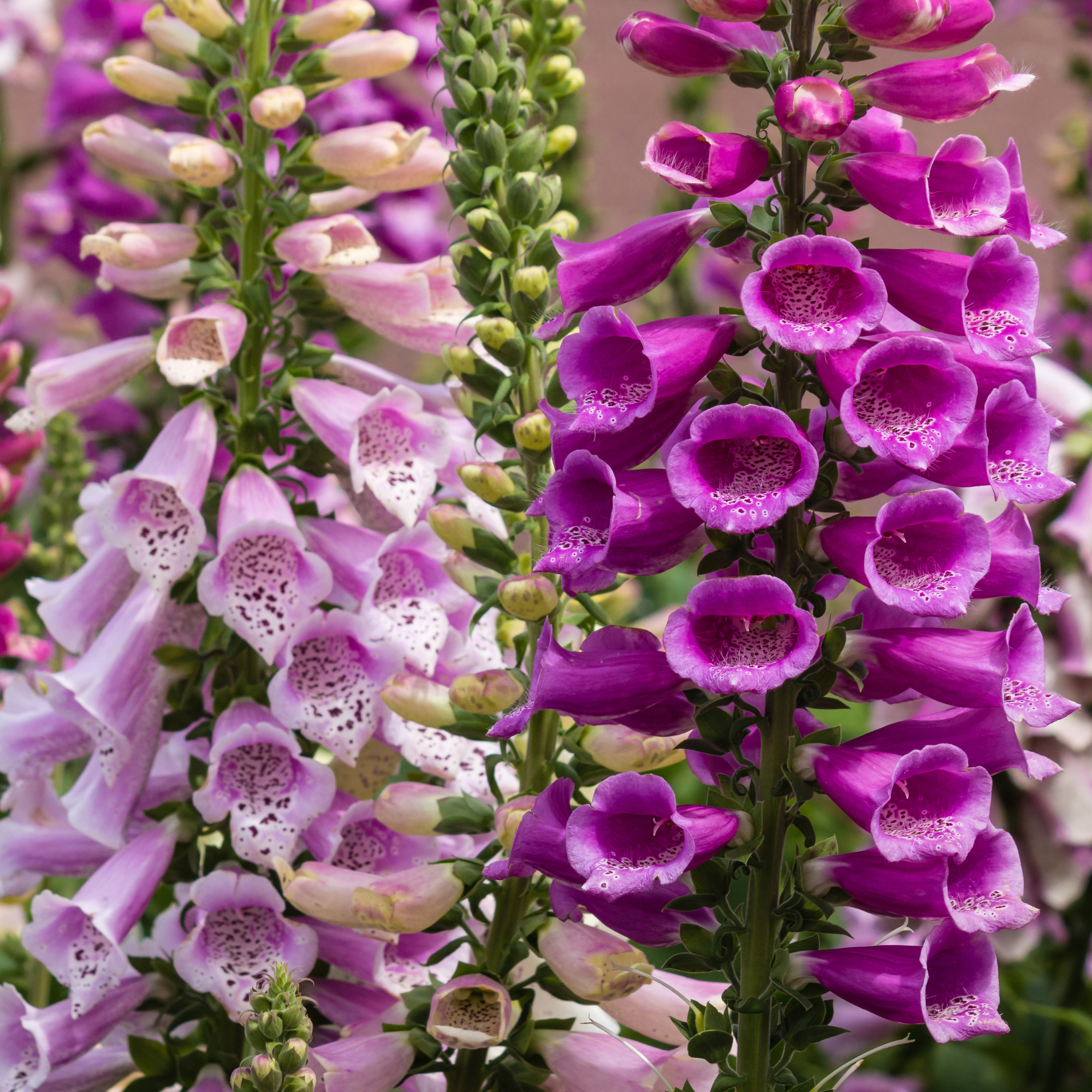 Biennials in bloom: colorful foxglove flowers