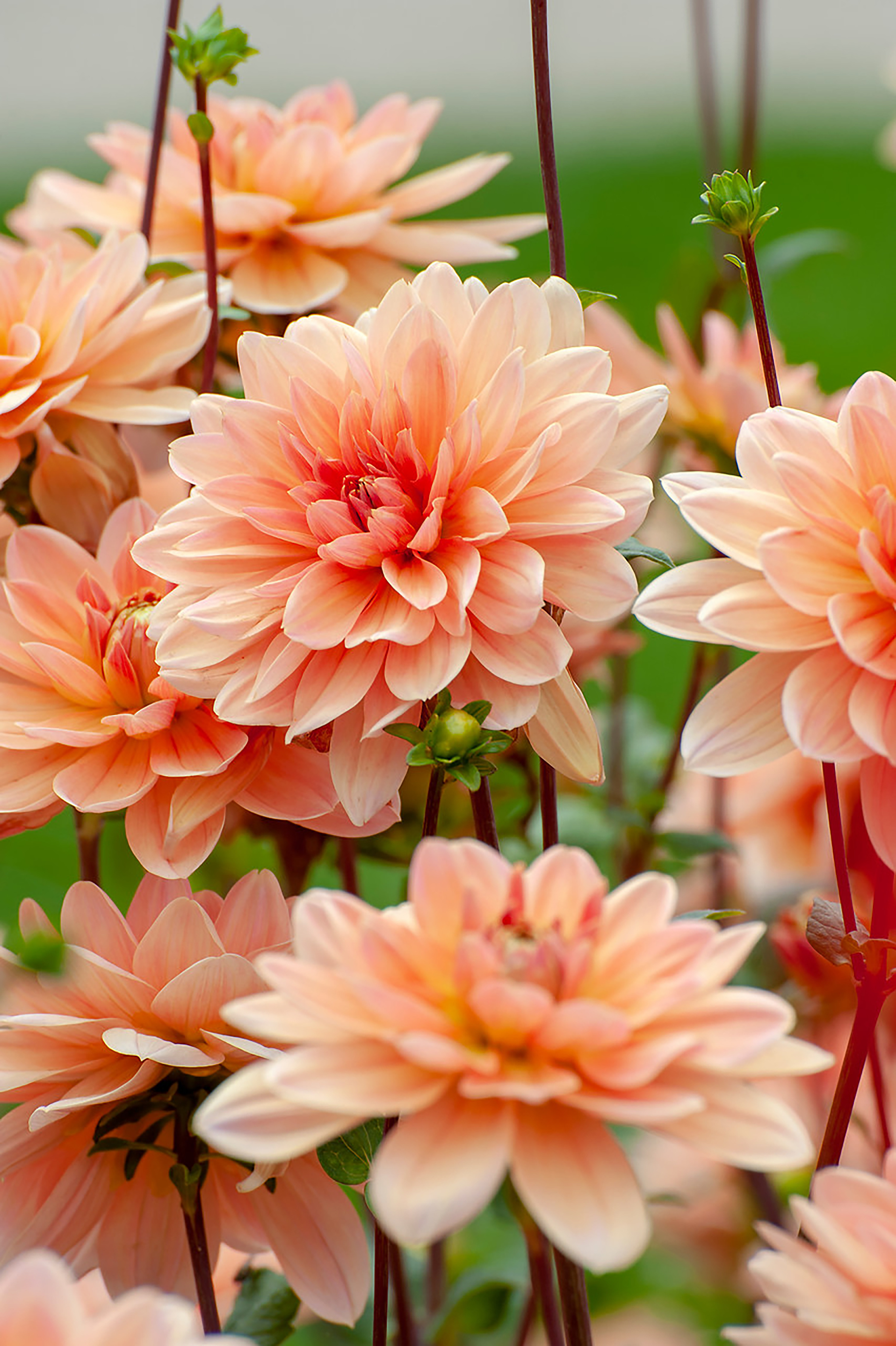 spring garden jobs: dahlias