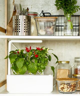 indoor smart garden unit with chilli plants