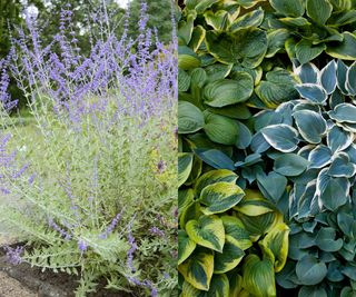 Russian sage and Hostas