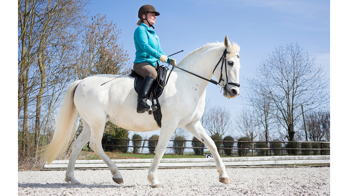 Lipizzan. Mare with rider in a trot. Germany