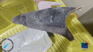 A gray shark fin cut off a shark body