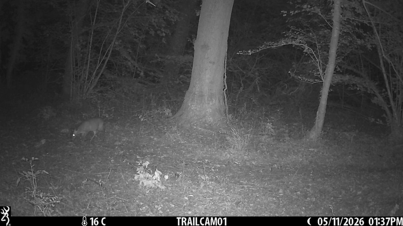 Sample image from the Browning Strike Force HD Pro trail camera
