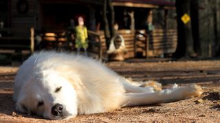 Great Pyrenees dog sleeping on farm