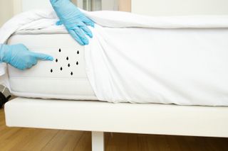 Bed bugs seen on underneath of mattress