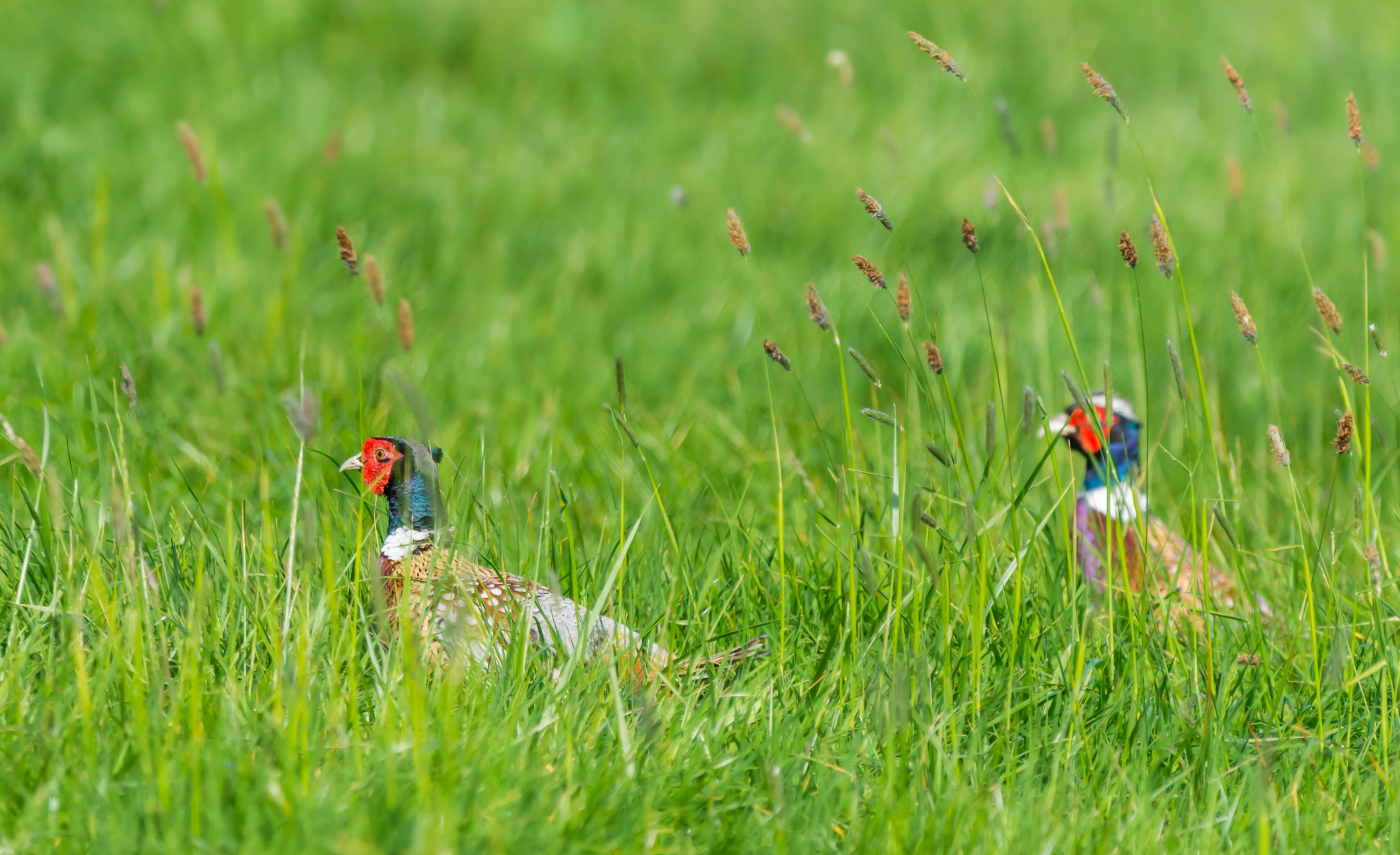 Pheasants