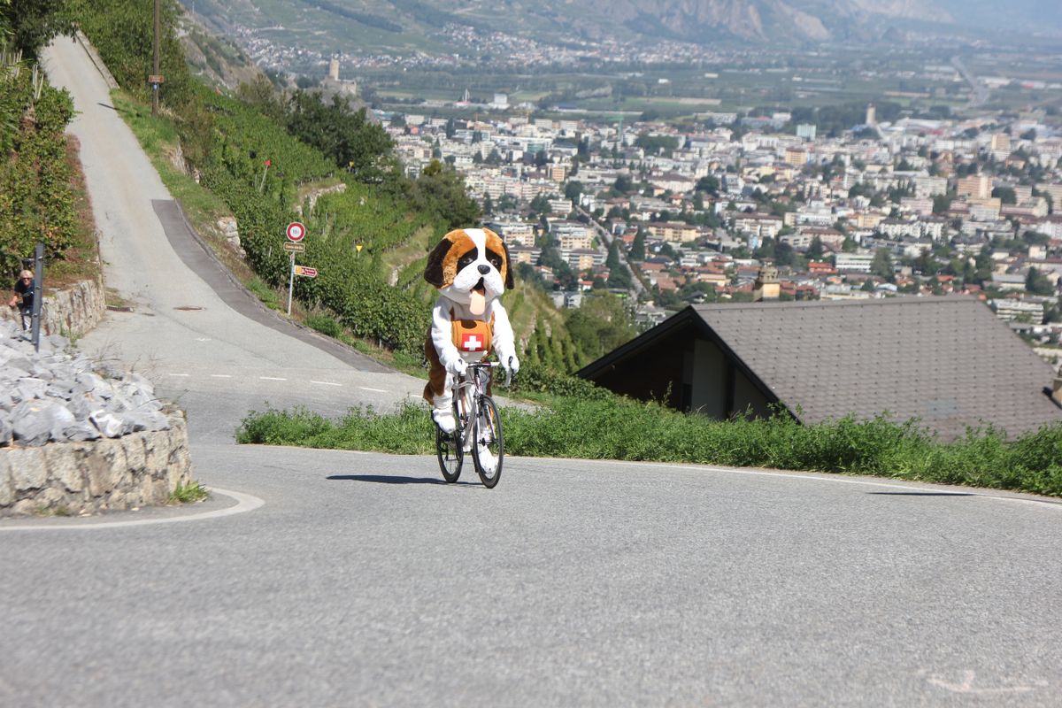 The mascot for the 2020 UCI Road World Championships, Barry the St. Bernard, gets a taste of the Petite Forclaz climb, which will be used for all the road races in Switzerland
