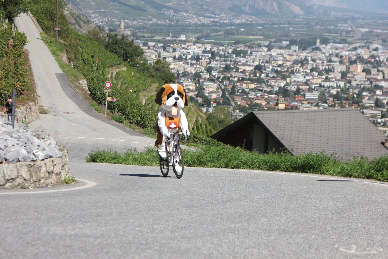 The mascot for the 2020 UCI Road World Championships, Barry the St. Bernard, gets a taste of the Petite Forclaz climb, which will be used for all the road races in Switzerland
