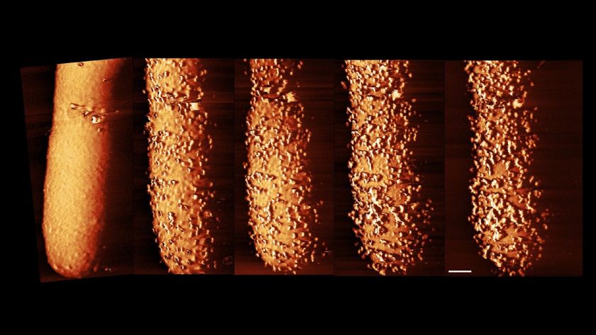 a time-lapse series of microscope images of the outer shell of a rod-shaped bacteria disintegrating