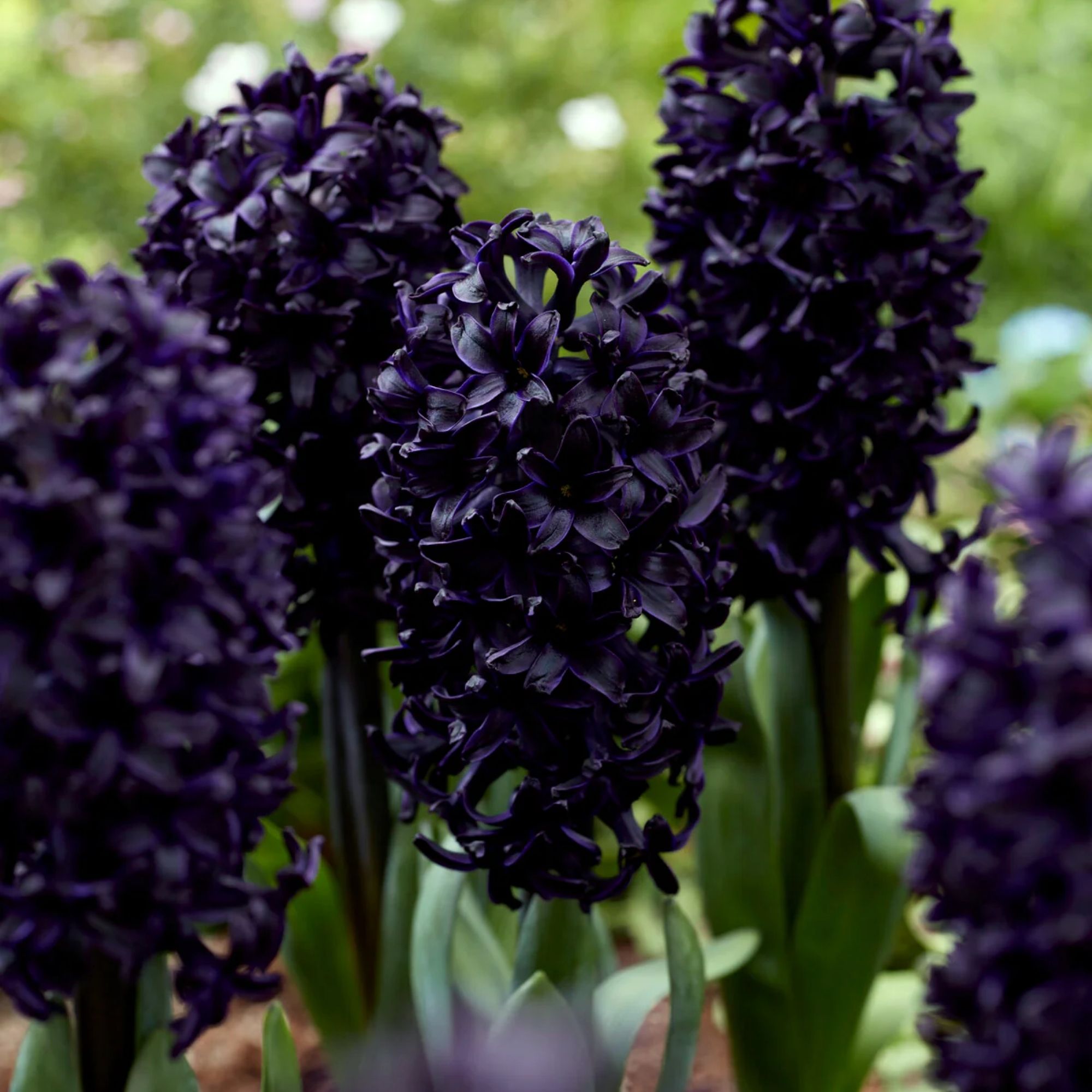 Hyacinth &#039;Midnight Sky&#039;