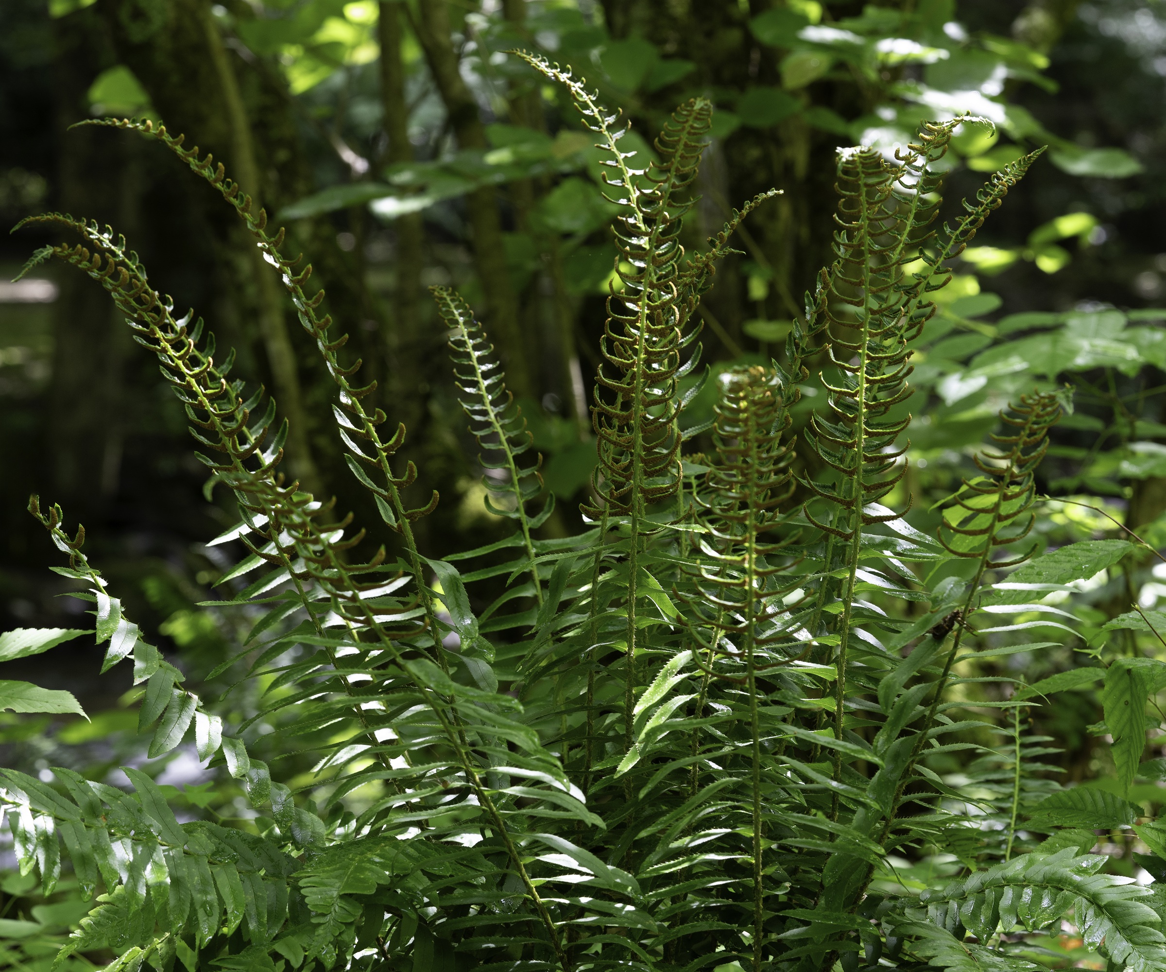 Christmas fern