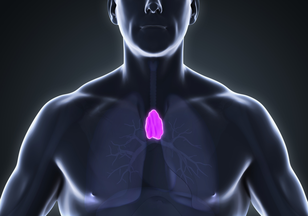 thymus gland anatomy