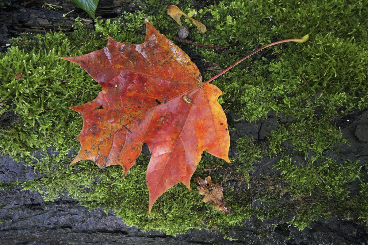 Closeup of autumn leaf on mossy tree, taken with the Sigma 10-18mm f2.8 DC DN lens for APS-C mirrorless