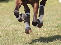 Kentucky_Tendon_Grip_In_Action_Under_Boots.jpg