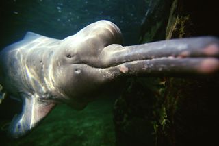 Amazon river dolphins will benefit from a new deal to protect Brazilian rainforest.
