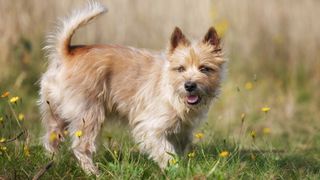 Cairn Terrier stood on the grass on a sunny day
