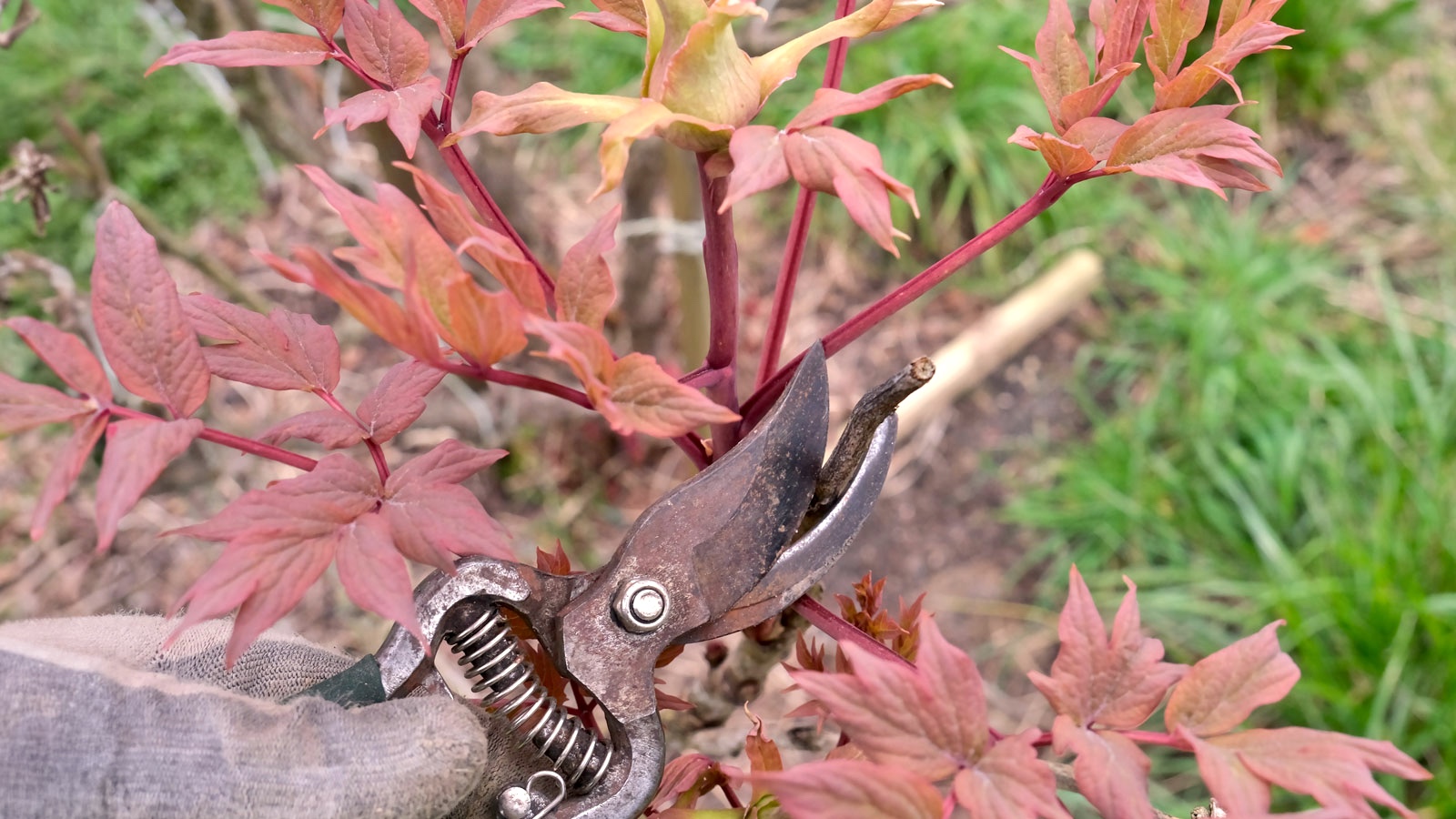 pruning peony with red foliage