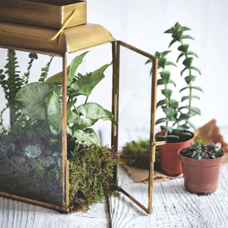 Brass candle holder that's been turned into a plant pot with plants inside it and on the table next to it