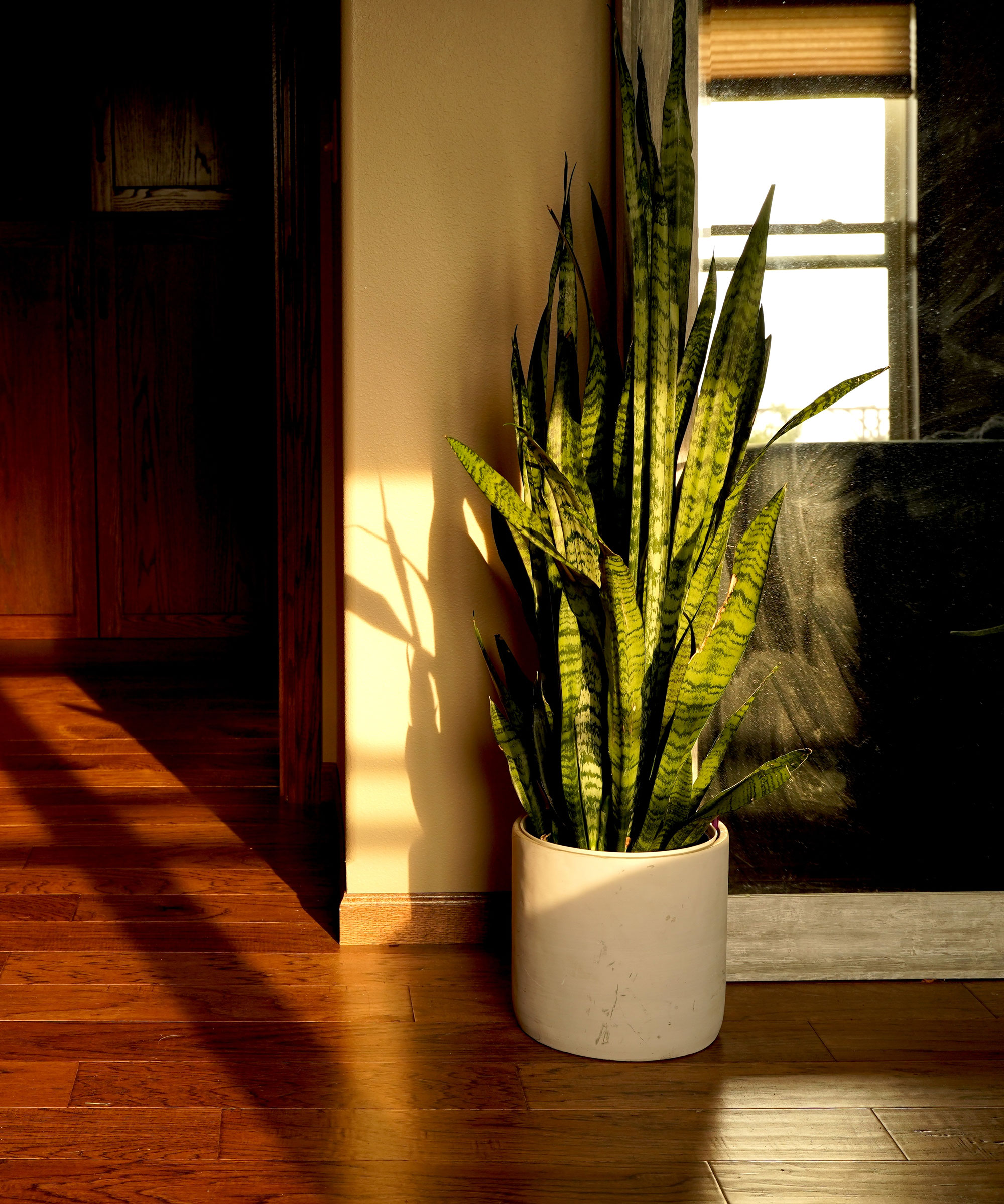 snake plant in white pot near mirror