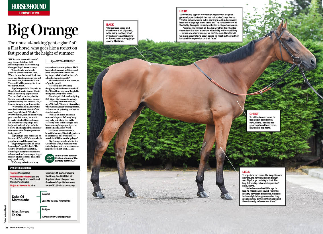 FT-2pp-Horse-Hero-Big-Orange.jpg