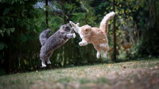 Two cats fighting