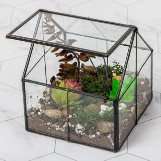 a glass terrarium