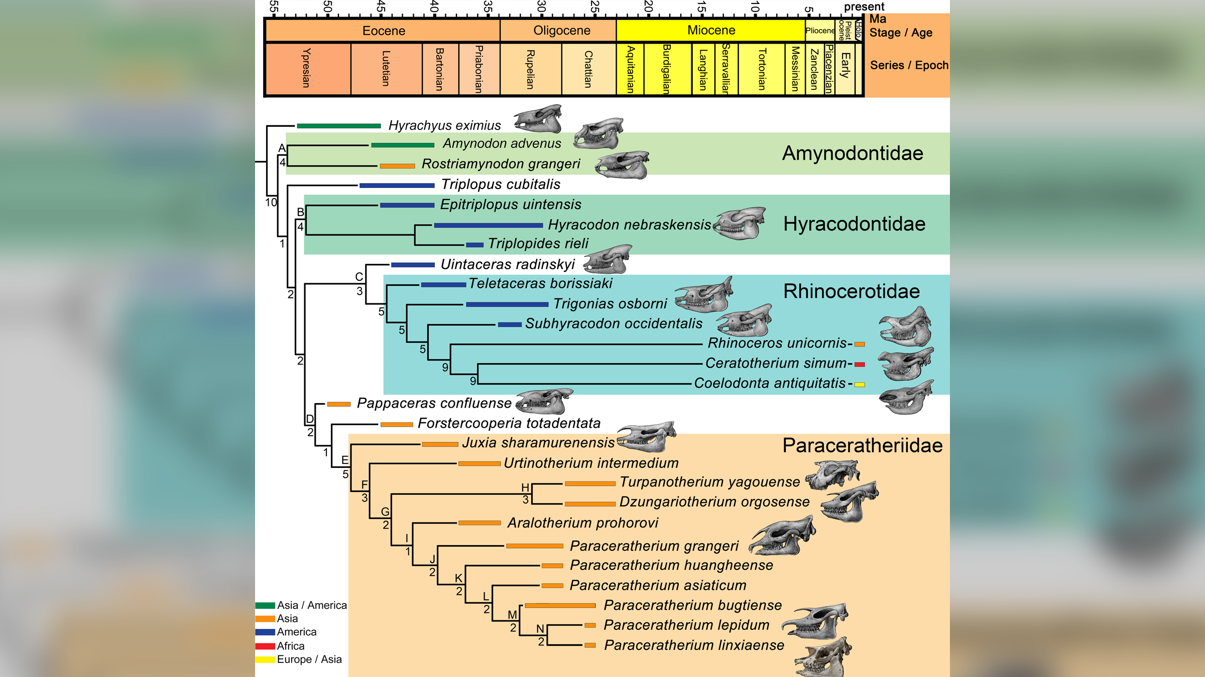 Ancient giant rhino was one of the largest mammals ever to walk Earth ...