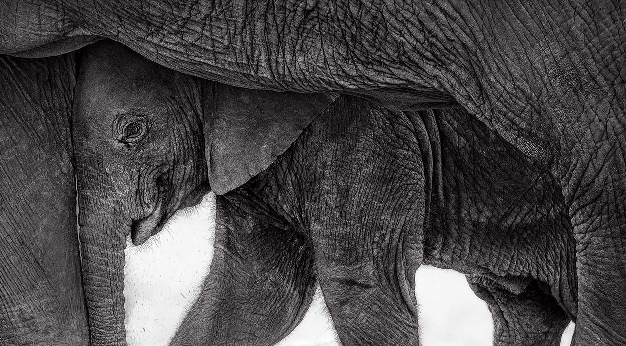 Shot on a 10-year-old DSLR and telephoto lens, this award-winning photo beautifully captures an elephant calf nestled beneath its mother