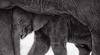 Close-up black and white photo of a baby elephant nestled under and between adult elephant legs