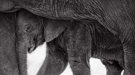 Close-up black and white photo of a baby elephant nestled under and between adult elephant legs