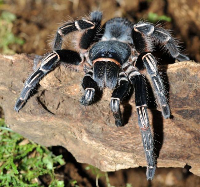 In Photos: Tarantulas Strut Their Stuff | Spider Silk | Live Science