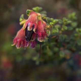 Different flowers grow along the Inca Trail