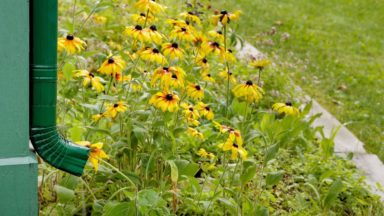 Black-Eyed Susans Growing in Rain Garden